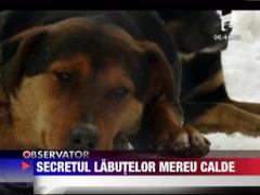 Secretul labutelor mereu calde