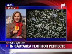 In cautarea florilor perfecte de 1 martie