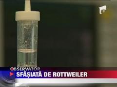 Copil de 5 ani muscat de un rottweiler