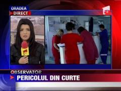 Muscata de un rotweiller