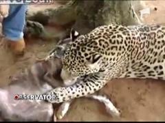 Iubire neconditionata intre un leopard si un caine