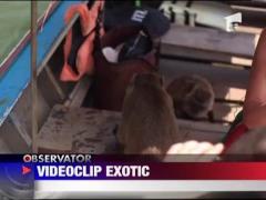 Anna Lesko, pe urmele lui Leonardo DiCaprio‎