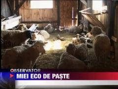 Mielul traditional pierde teren in fata mielului ecologic