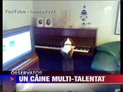 Un caine canta la pian