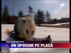 Ratatouille, oposumul care face snowboard