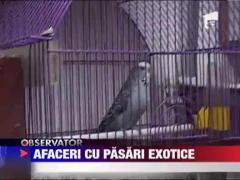 Afaceri cu pasari exotice