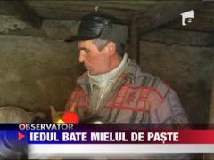 Iezii, la mare cautare pe internet