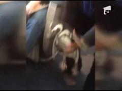 Doi pinguini au facut senzatie intr-un avion