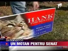 Un motan, candidat la functia de senator al statului Virginia