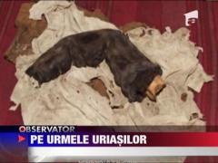 Deget mumificat, lung de 38 de centimetri, gasit in Egipt