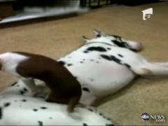 Caine pe post de pat