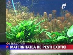 Cea mai noua maternitate de pesti din Romania