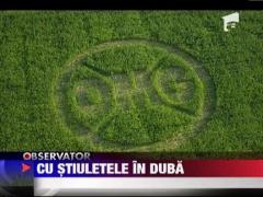 Au bagat stiuletii de porumb in duba