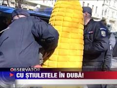 Cu stiuletele de porumb in duba!