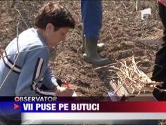 Gerul a facut ravagii in podgoriile din judetul Buzau