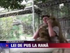 Patru pui de leu isi iau ramas bun