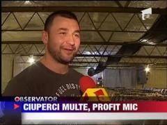 Afacerile cu ciuperci