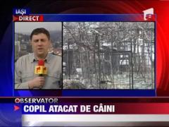 Suceava: Copil de 6 ani, sfasiat de o haita de caini