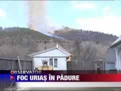 Foc urias in padure