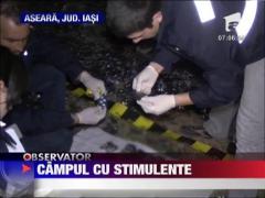 Medicamente imprastiate pe un camp din Iasi