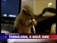 O veverita incerca sa dea gata o pereche de casti