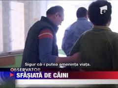 Arad: O femeie a ajuns la spital dupa ce a fost atacata de o haita de 8 caini