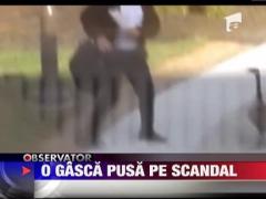 O gasca pusa pe scandal