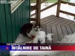 Intalnire de gradul trei intre o vulpe, un vultur si doua pisici