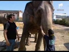 Un elefant din Irlanda a evadat dintr-un circ