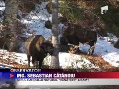 Zimbri din Romania, nu vor in libertate