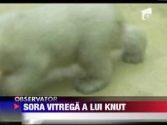 Sora vitrega a lui Knut