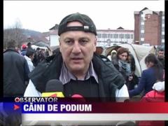 Competitie canina la Medias