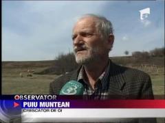 Crescatorii romani de oi prefera sa vanda peste hotare