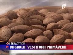 Migdalii, vestitori primavarii
