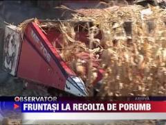 Romania redevine porumbarul Europei