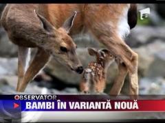 Cel mai celebru pui de caprioara