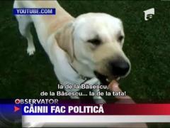 Si cainii fac politica