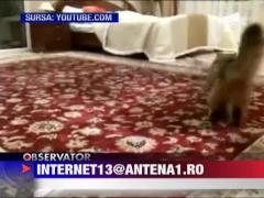 Caine alergat de pisica!