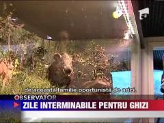 Zile interminabile pentru ghizi in "saptamana altfel"