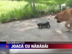 Tehnologia de ultima generatie, motiv de joaca pentru un catel