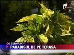 Romanii isi transforma gradinile si terasele