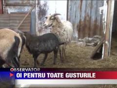 Oi pentru toate gusturile