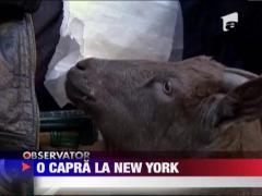 O capra la New York