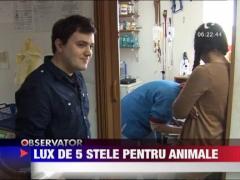 Lux de 5 stele pentru animalele de companie