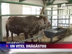 Un vitel dragostos