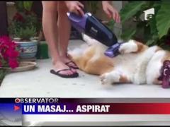 Caine masat cu aspiratorul