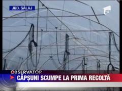 In marile magazine au aparut fructele de primavara