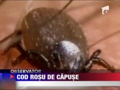 Invazie de capuse in Capitala