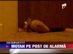 Motan pe post de alarma