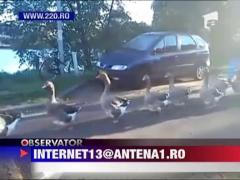 Parada cu gaste si fanfara!